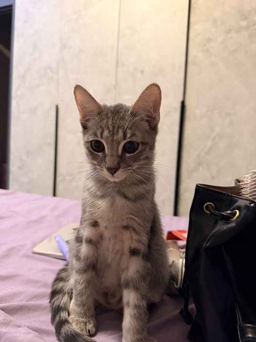 отдам в добрые руки