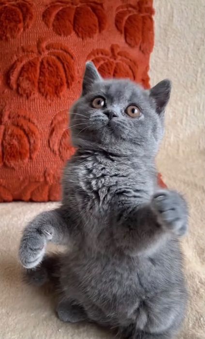 British Shorthair Blue