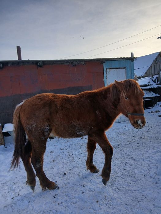Продам жеребчика 1.5 года