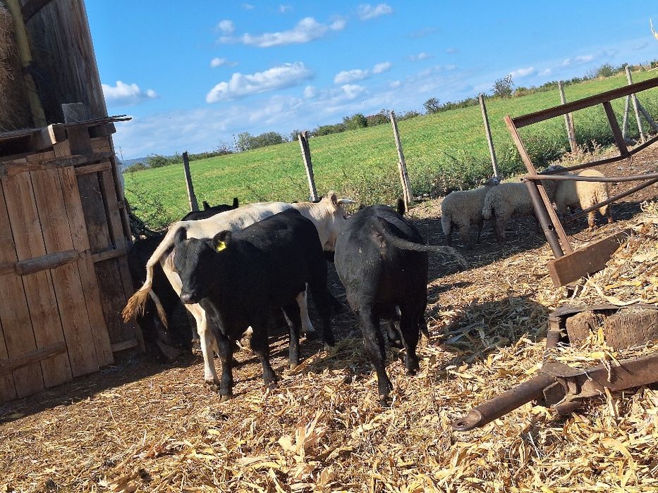 Vând angus cu pedigree si belgieni!