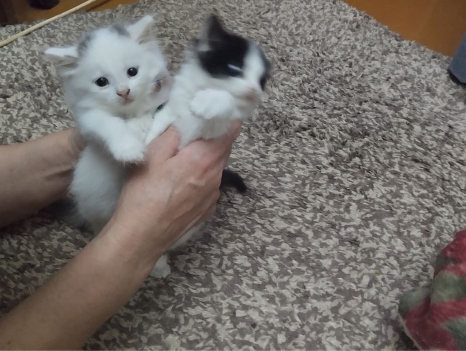 Котята ищут хозяев