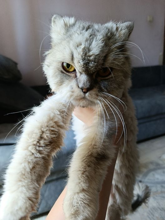 Отдам кота персидской породы