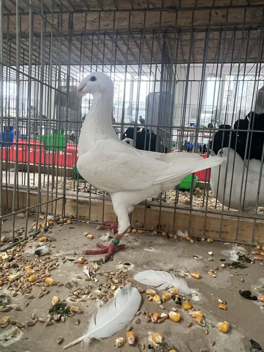 Porumbei germani de frumusete