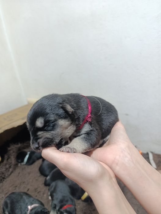 Щенки Помесь Овчарка и Хаски