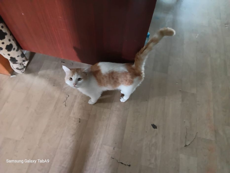 Британец в добрые руки Караганда