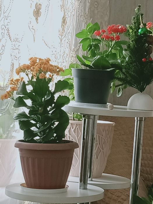 Продам цветы Калвнхое