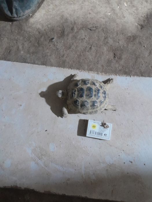 Тошбака ката размер