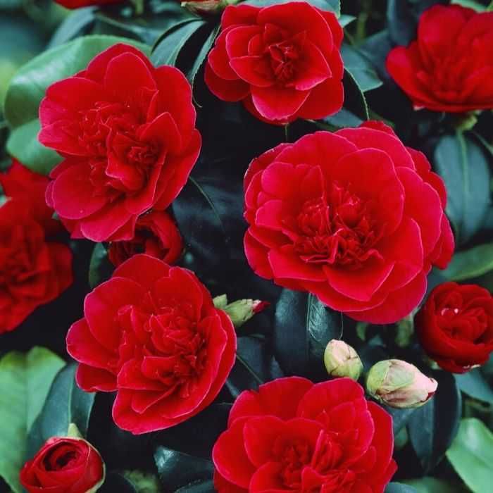 Camellia japonica galben alb roz rosu