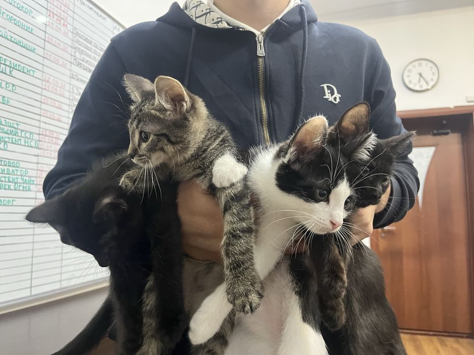 Котята продаем в хорошие руки