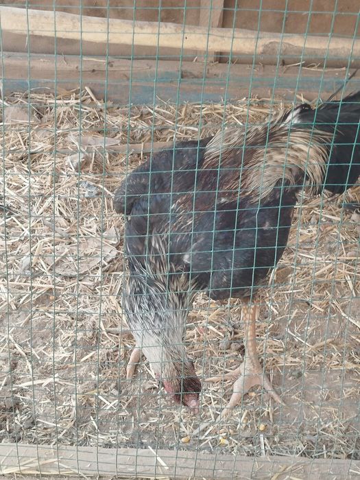 Xuroz boqilgan yaxshi