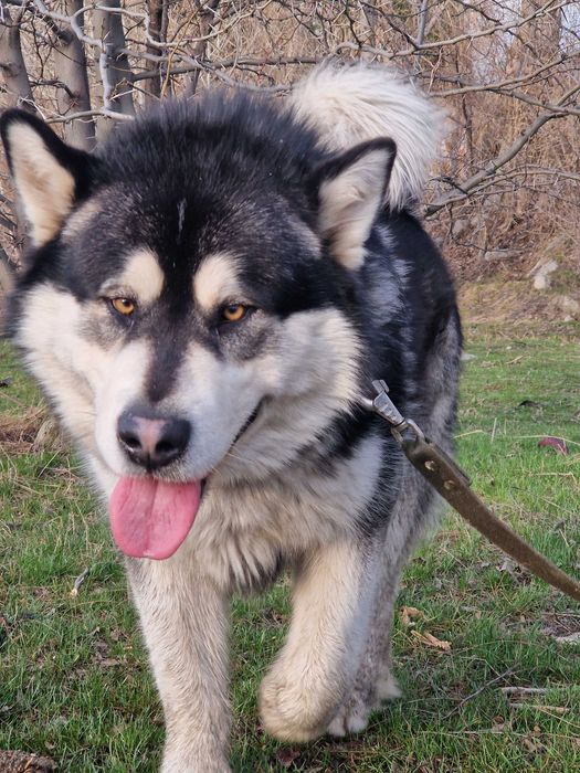 Вязка аляскинский маламут