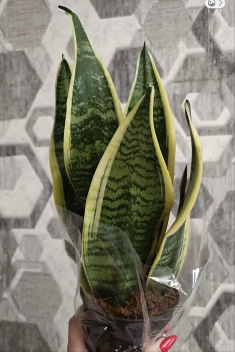 Продам сансивиерии .