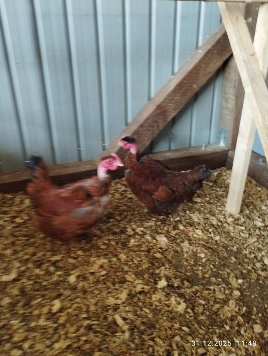 Găinușe golașe pitice