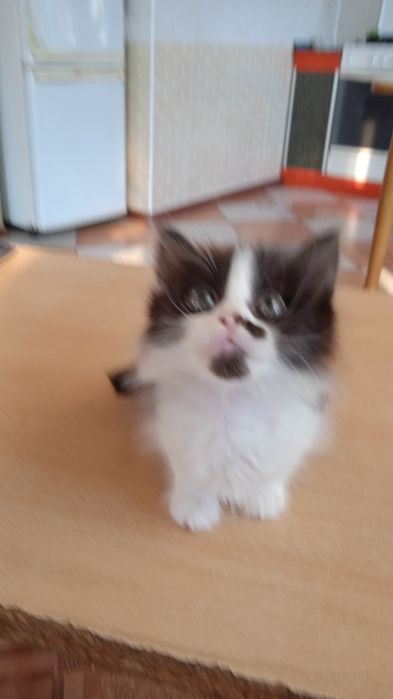 Продам котенка 3 месяца