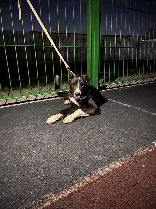 Еркек кушик алабай