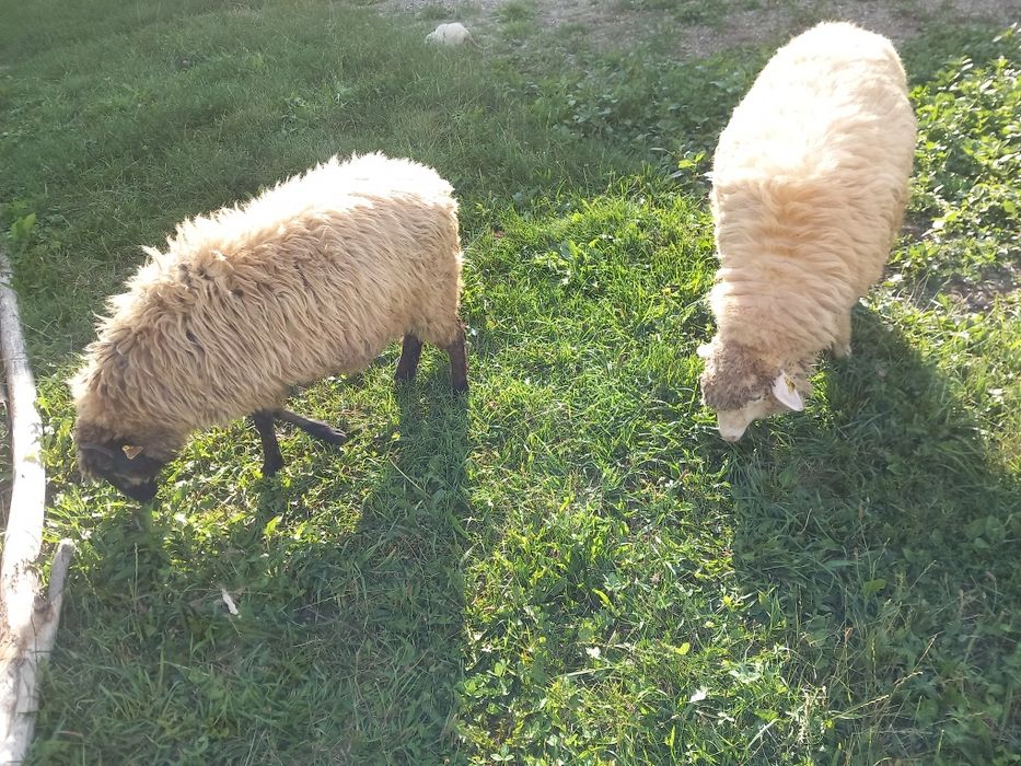 Vand oi tanere și frumoase