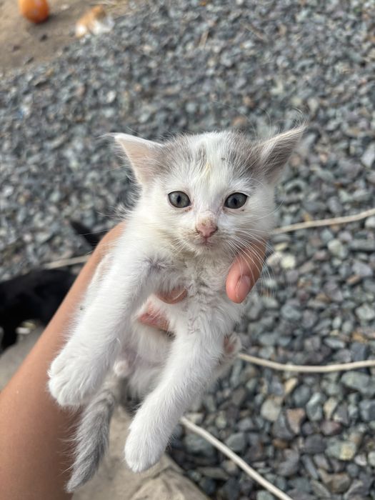 Котята отдам бесплатно в добрые руки