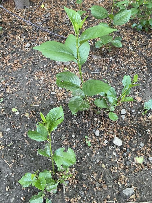 Ростки вишни