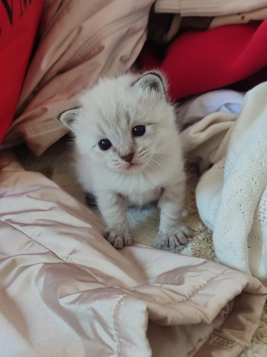 Срочно продается котяты!