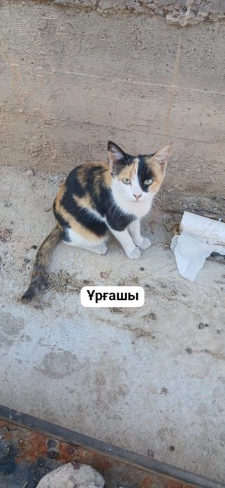 Тегін мысық беремін