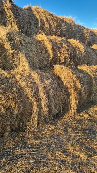 Продам сено лесное .