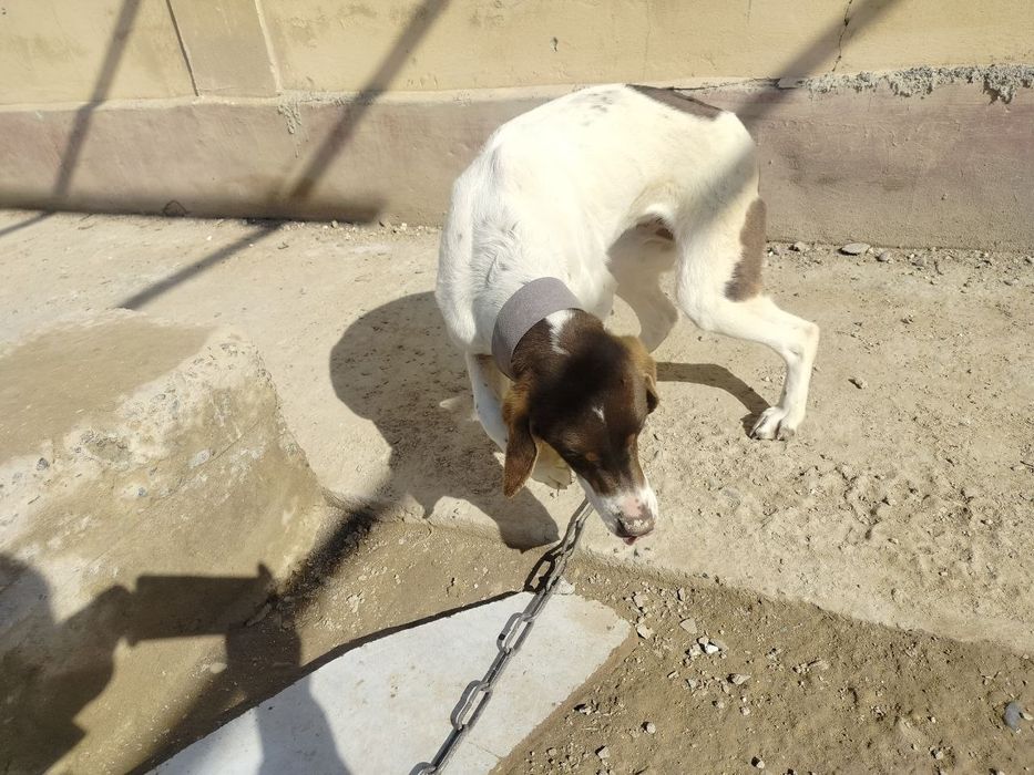 Собаки в добрые руки/Yaxshi qo‘llarga itlar beriladi!