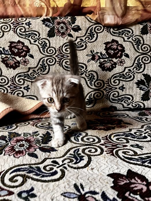 Шотландский котенок вислоухий