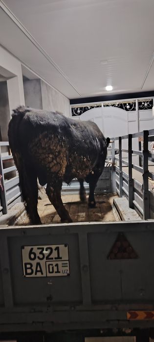 Волга прсеп билан сотилади!