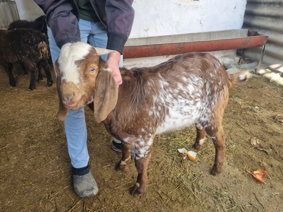 Сарка улоклар сотилади