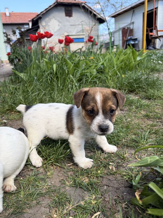 Джак ръсел териер