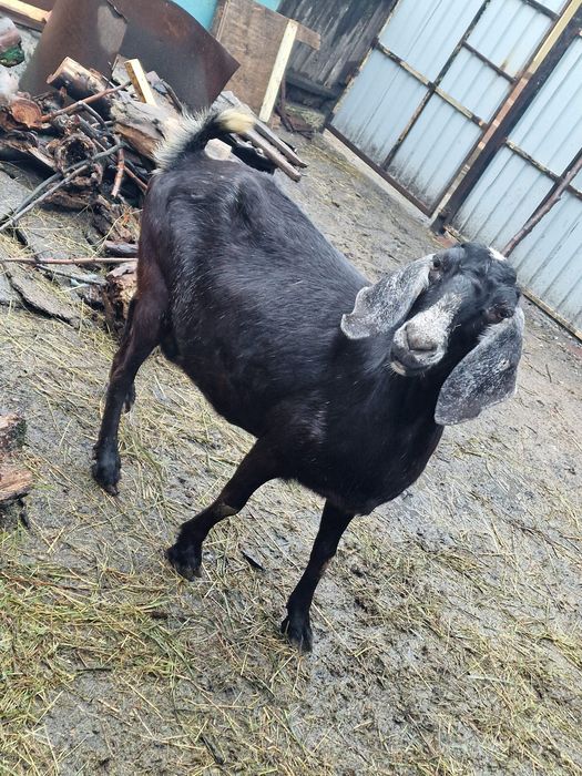 De vânzare capre alpina franceza