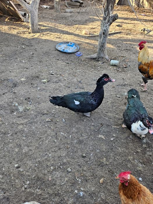 Питухи,утки селезень