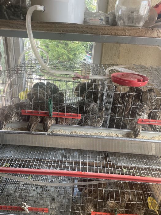 De vanzare prepelite ouatore de 6 si 3 saptamini