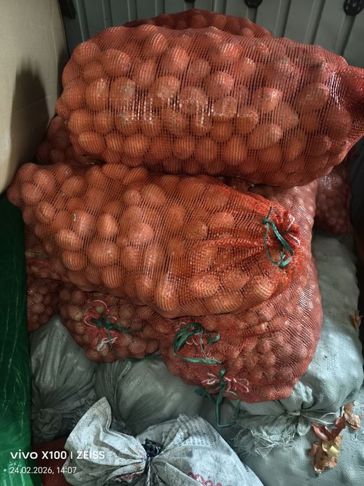 Семена картошки сорт Гала