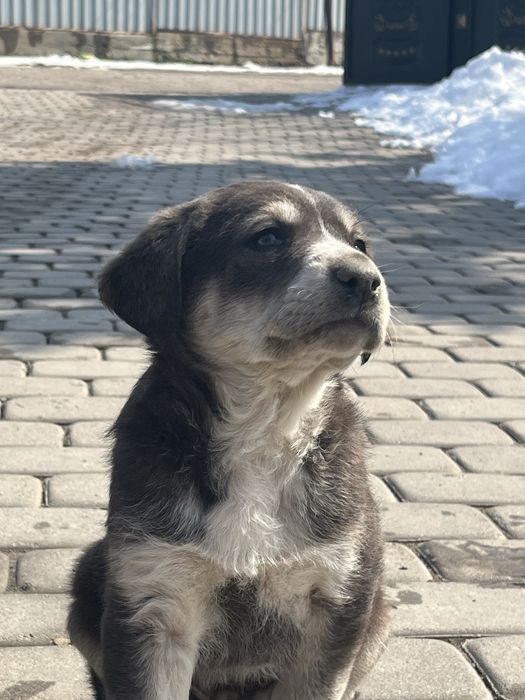 Шенки курцьхар 5к