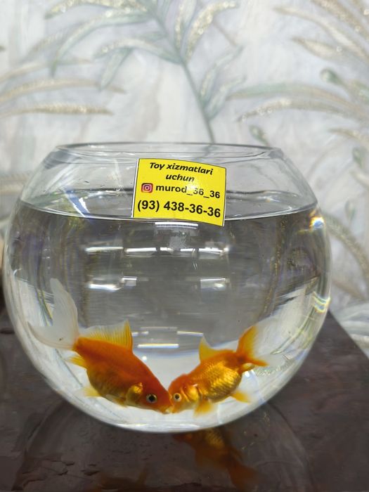 Akvariyum baliklari bilan