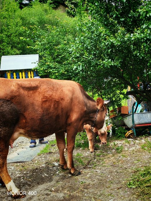 Vaca de vânzare tânără
