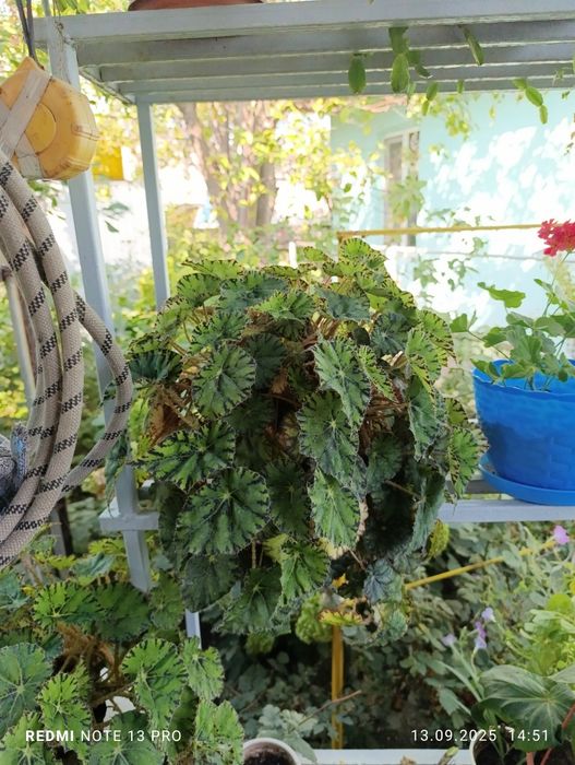 Продам комнатные цветы