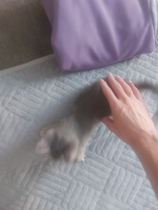 отдам котёнка в хорошие руки