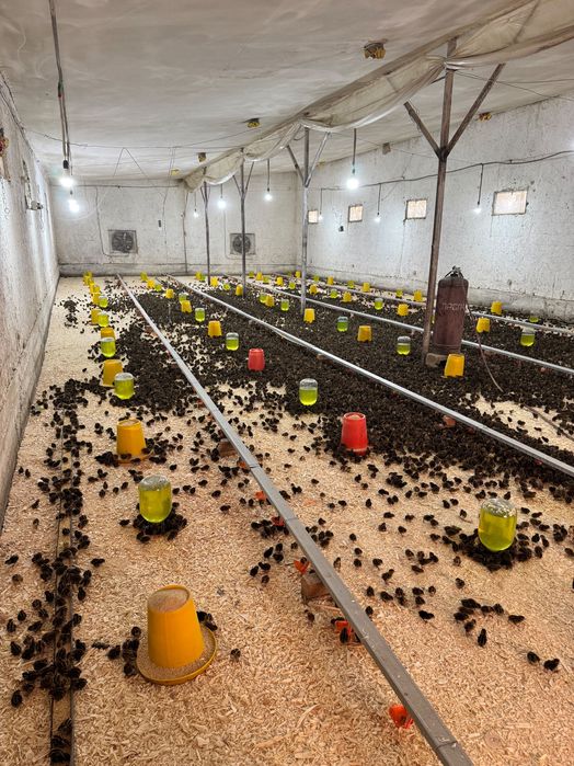 Bedana xurozcha Samarqand