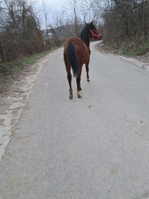 Vând iapa neagra și manza