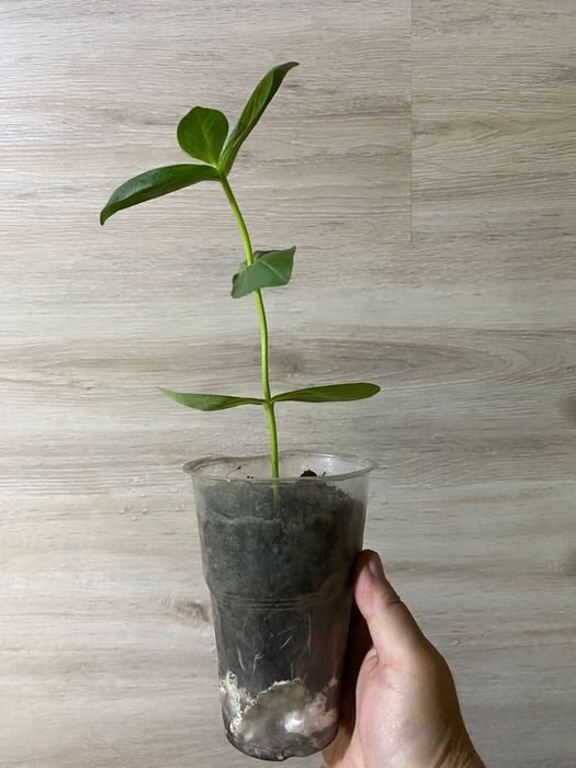 Продам рассаду циний