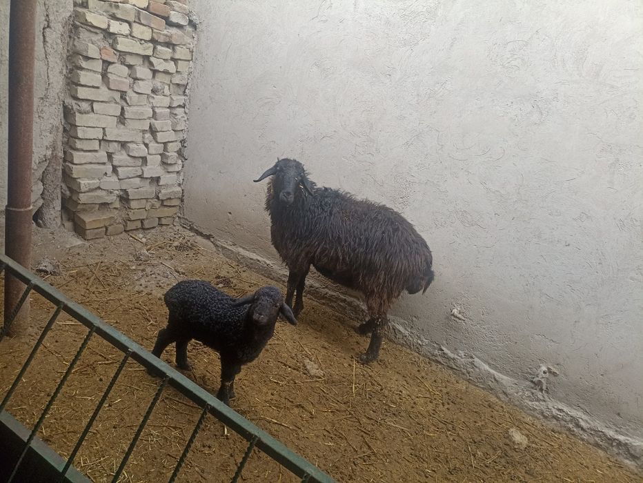 Ona bola qoʻy sotiladi Romitan Tuman
