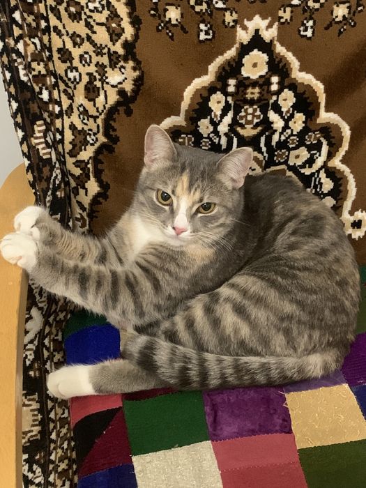 Отдам кошку в дотрые руки