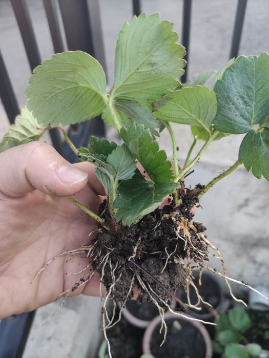 Земляника (Клубника) сорт Галя Чив