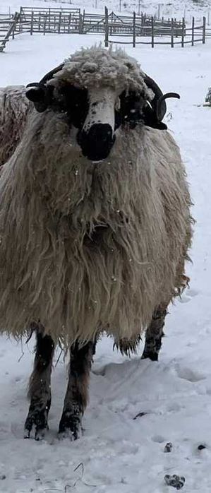 Berbec  prasila  rasa  buna