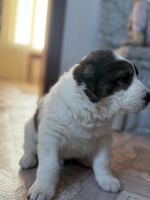 Продам Алабай щенок