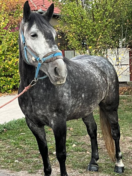 Vând manza de 4 ani foarte bună de caruta