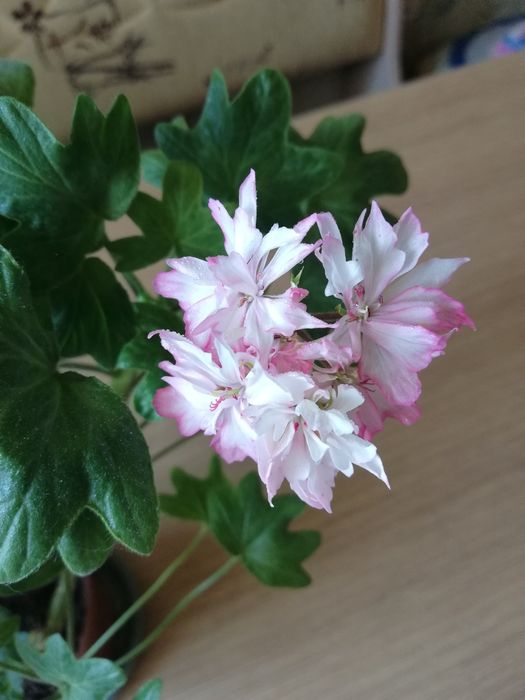 Распродажа пеларгонии