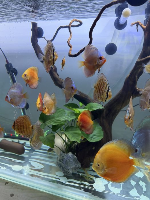 Pesti discus de vanzare